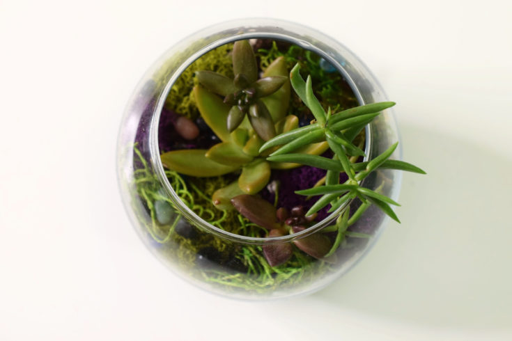Eight Poem Garden Terrarium